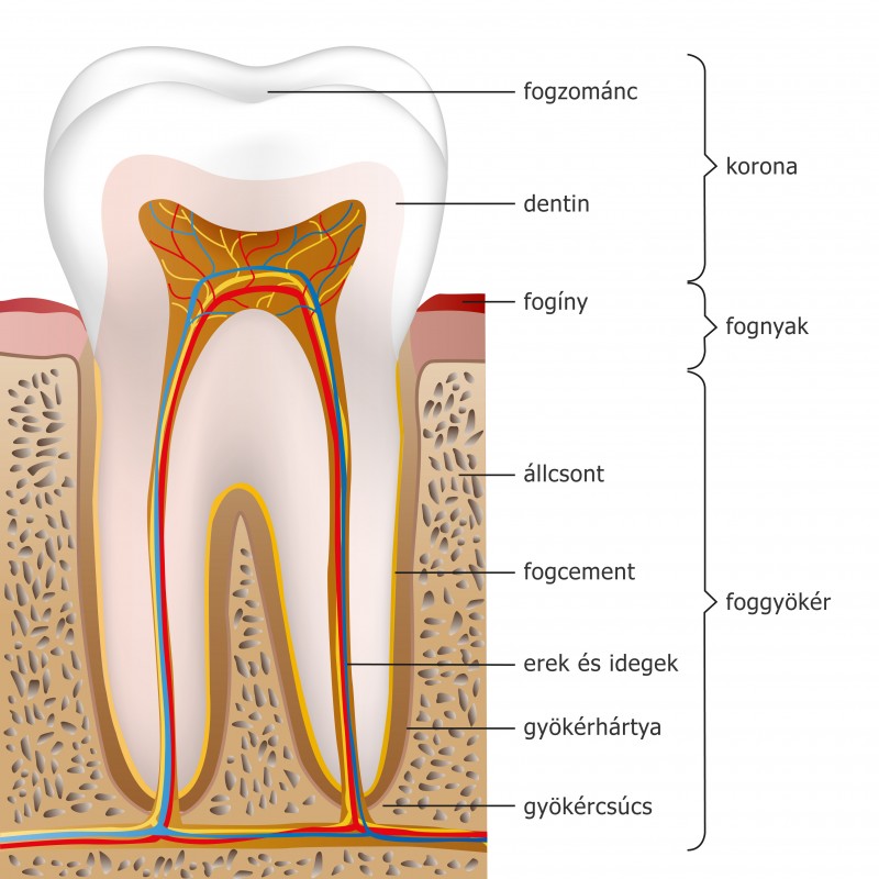 Őrlőfog keresztmetszete Őrlőfog keresztmetszete